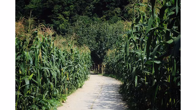 Un après-midi d'été à la « Maison de Pao » ảnh 6 Un après-midi d'été à la « Maison de Pao » ảnh 6