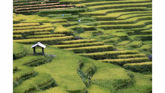 Les paysages spectaculaires des rizières en terrasse d’Y Ty ảnh 3