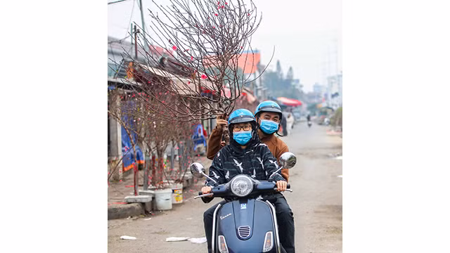 Des pêchers fleurissent dans les rues de la capitale au milieu du froid ảnh 13