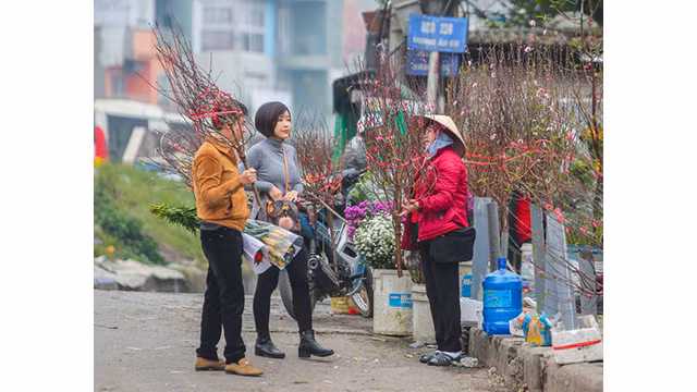 Des pêchers fleurissent dans les rues de la capitale au milieu du froid ảnh 9