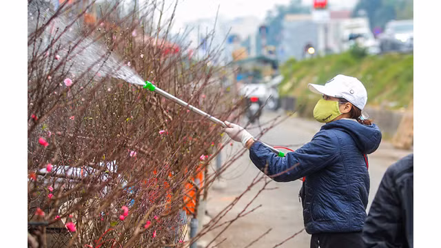 Des pêchers fleurissent dans les rues de la capitale au milieu du froid ảnh 12