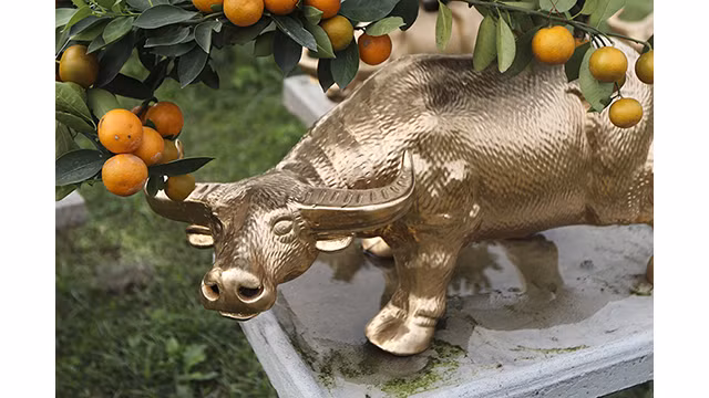 Des buffles dorés portant des kumquats sur son dos sont prêts pour le Têt traditionnel de l’année du Buffle ảnh 6