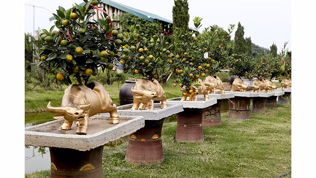 Des buffles dorés portant des kumquats sur son dos sont prêts pour le Têt traditionnel de l’année du Buffle ảnh 1