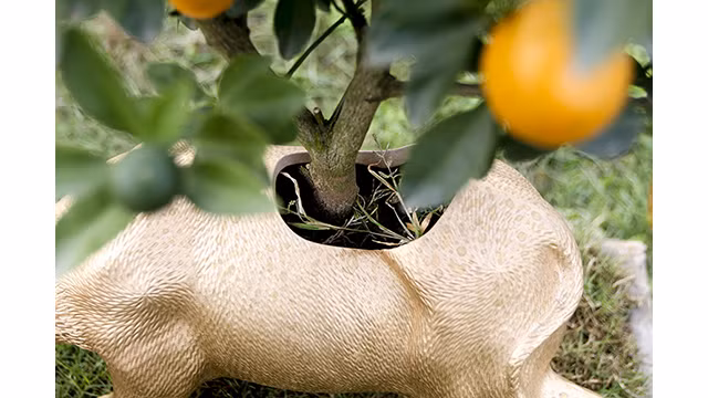Des buffles dorés portant des kumquats sur son dos sont prêts pour le Têt traditionnel de l’année du Buffle ảnh 5