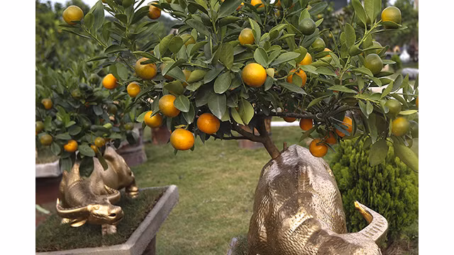 Des buffles dorés portant des kumquats sur son dos sont prêts pour le Têt traditionnel de l’année du Buffle ảnh 3