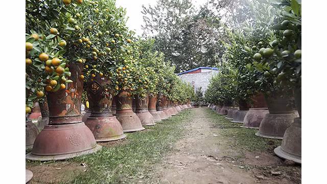 Des buffles dorés portant des kumquats sur son dos sont prêts pour le Têt traditionnel de l’année du Buffle ảnh 9