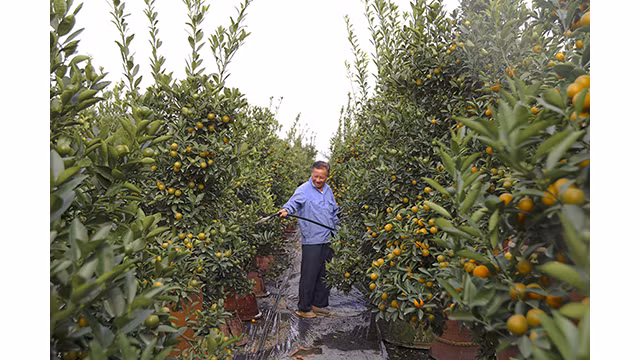 Des buffles dorés portant des kumquats sur son dos sont prêts pour le Têt traditionnel de l’année du Buffle ảnh 10