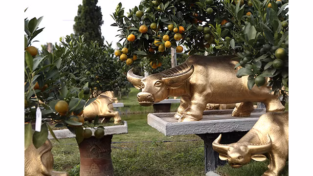 Des buffles dorés portant des kumquats sur son dos sont prêts pour le Têt traditionnel de l’année du Buffle ảnh 2