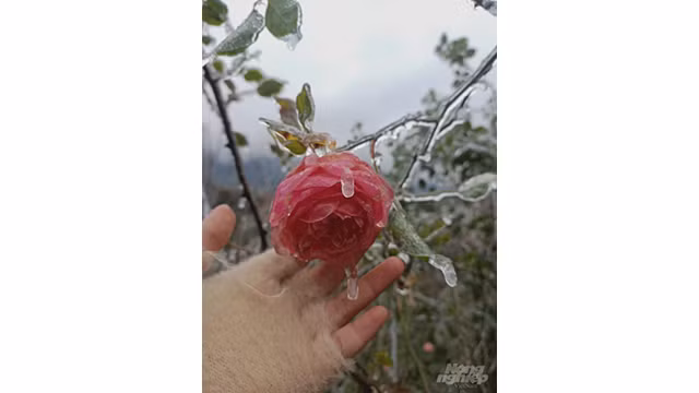  Des pêchers ont gelé à Sa Pa ảnh 12