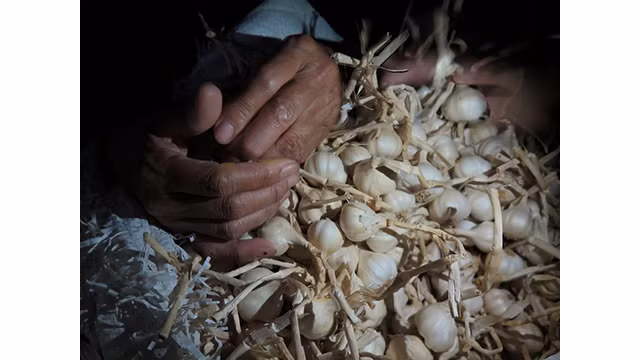 Ly Son à la saison des ails mûrs ảnh 15