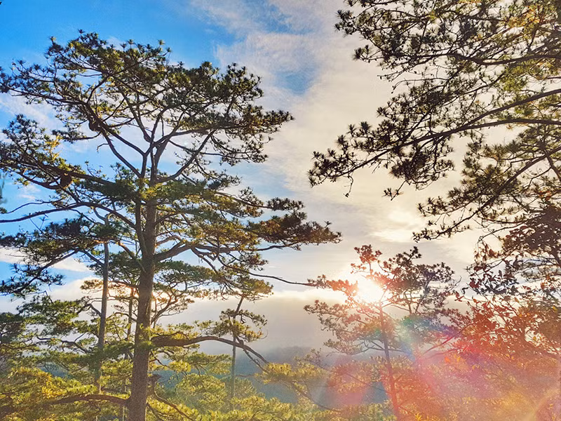 Découverte de la forêt de Bidoup - Parc national Nui Bà à Lâm Dông ảnh 6