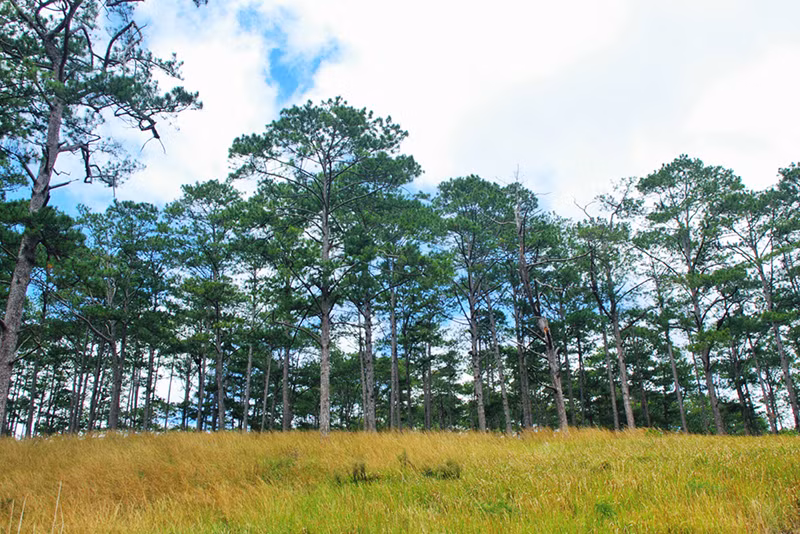 Découverte de la forêt de Bidoup - Parc national Nui Bà à Lâm Dông ảnh 1