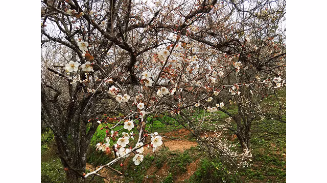 La beauté surprenante au paradis de fleurs d’abricotier à Môc Châu ảnh 8 La beauté surprenante au paradis de fleurs d’abricotier à Môc Châu ảnh 8