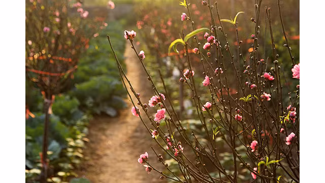 Les fleurs de pêcher dans les jardins de Nhât Tân fleurissent férocement ảnh 6