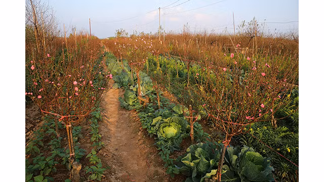 Les fleurs de pêcher dans les jardins de Nhât Tân fleurissent férocement ảnh 8