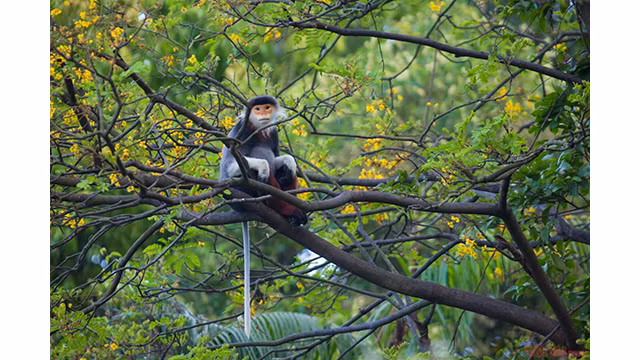 Doucs à pattes rousses - péninsule de Son Trà ảnh 6