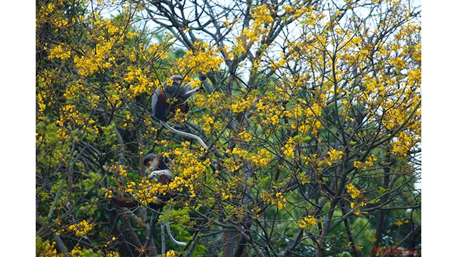 Doucs à pattes rousses - péninsule de Son Trà ảnh 8