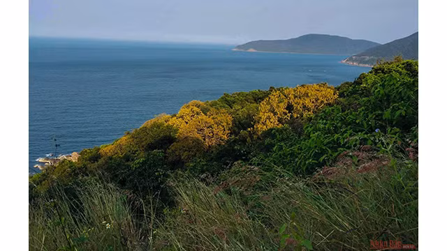 Doucs à pattes rousses - péninsule de Son Trà ảnh 3