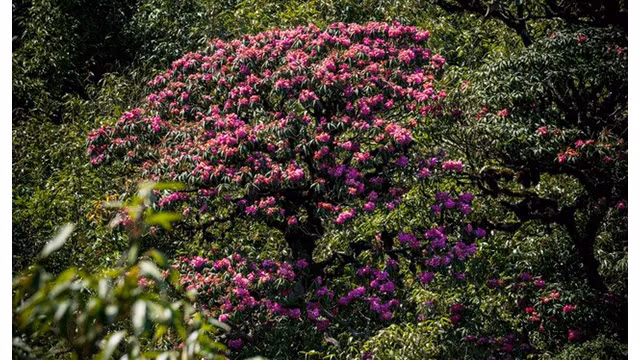 La belle forêt de fleurs d’azalées pourpres de l’Ouest ảnh 5 La belle forêt de fleurs d’azalées pourpres de l’Ouest ảnh 5