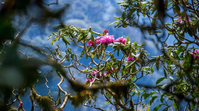 La belle forêt de fleurs d’azalées pourpres de l’Ouest ảnh 3 La belle forêt de fleurs d’azalées pourpres de l’Ouest ảnh 3