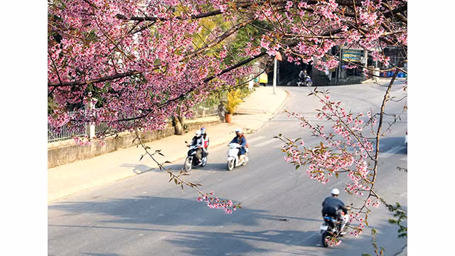 Les fleurs de cerisier illuminent la ville montagneuse de Dà Lat ảnh 4