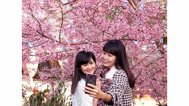 Les fleurs de cerisier illuminent la ville montagneuse de Dà Lat ảnh 5