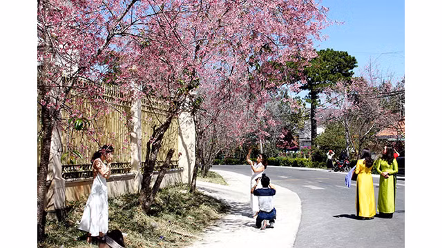 Les fleurs de cerisier illuminent la ville montagneuse de Dà Lat ảnh 3