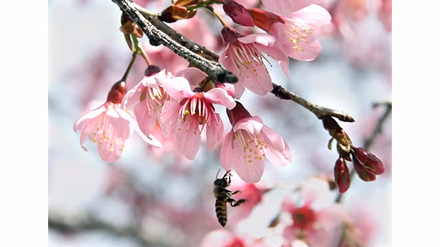 Les fleurs de cerisier illuminent la ville montagneuse de Dà Lat ảnh 11