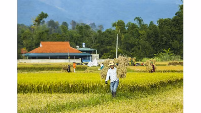 La beauté surprenante de la « Saison d'or » dans le champ de Muong Thanh ảnh 7