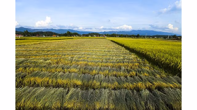 La beauté surprenante de la « Saison d'or » dans le champ de Muong Thanh ảnh 6