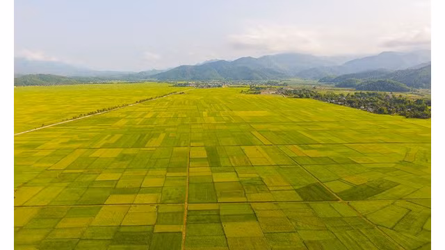La beauté surprenante de la « Saison d'or » dans le champ de Muong Thanh ảnh 1