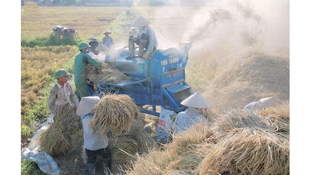 La beauté surprenante de la « Saison d'or » dans le champ de Muong Thanh ảnh 17