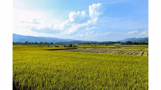La beauté surprenante de la « Saison d'or » dans le champ de Muong Thanh ảnh 18