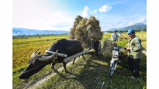 La beauté surprenante de la « Saison d'or » dans le champ de Muong Thanh ảnh 15