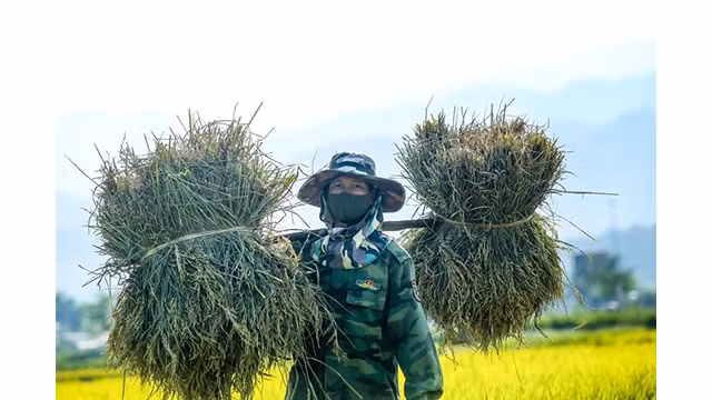 La beauté surprenante de la « Saison d'or » dans le champ de Muong Thanh ảnh 13