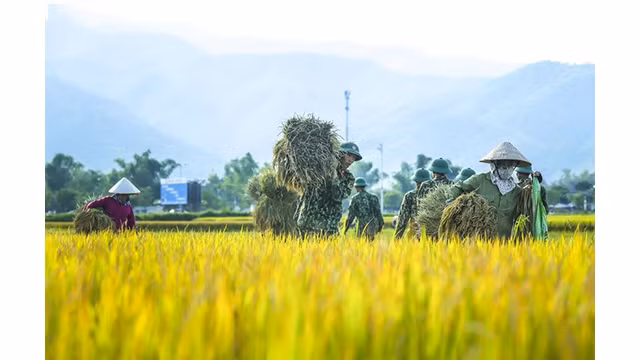 La beauté surprenante de la « Saison d'or » dans le champ de Muong Thanh ảnh 10