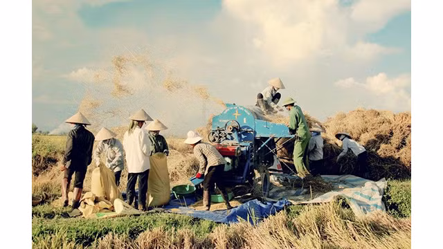 La beauté surprenante de la « Saison d'or » dans le champ de Muong Thanh ảnh 16