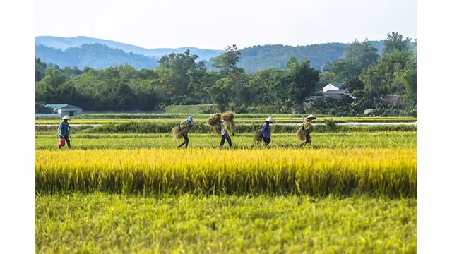 La beauté surprenante de la « Saison d'or » dans le champ de Muong Thanh ảnh 4