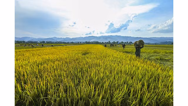 La beauté surprenante de la « Saison d'or » dans le champ de Muong Thanh ảnh 2