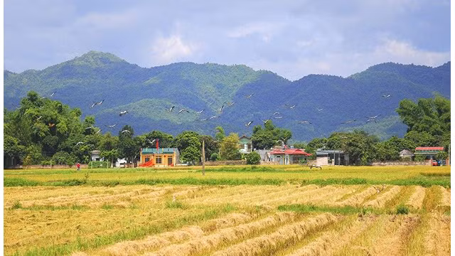 La beauté surprenante de la « Saison d'or » dans le champ de Muong Thanh ảnh 19