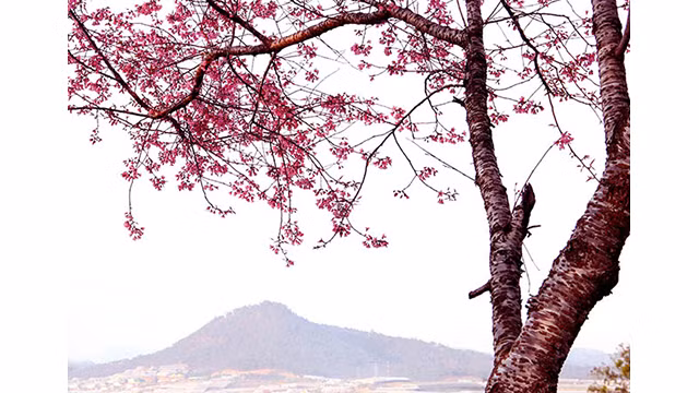 Les fleurs de cerisier illuminent la ville montagneuse de Dà Lat ảnh 9