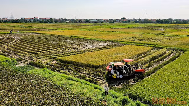 Hanoi fait face à une chaleur féroce en juin ảnh 4