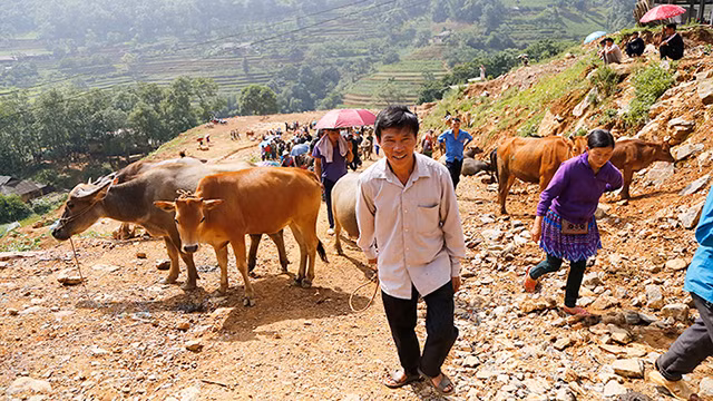  Le marché aux buffles de Can Câu ảnh 6