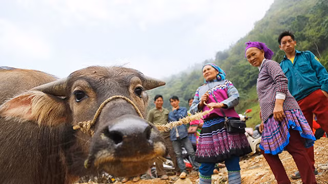  Le marché aux buffles de Can Câu ảnh 5