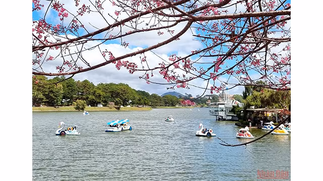 Beautés printanières de Dà Lat ảnh 11
