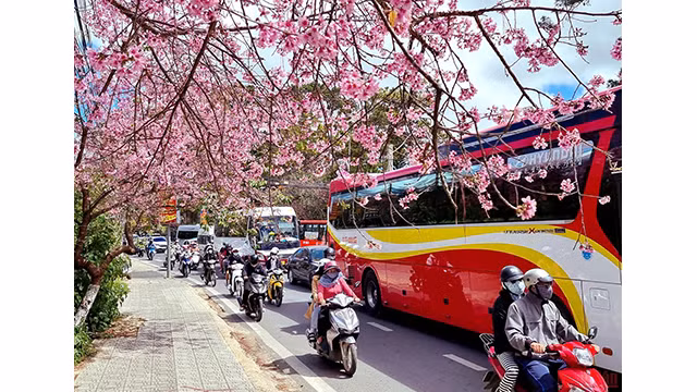 Beautés printanières de Dà Lat ảnh 1