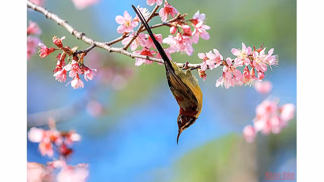 Beautés printanières de Dà Lat ảnh 9