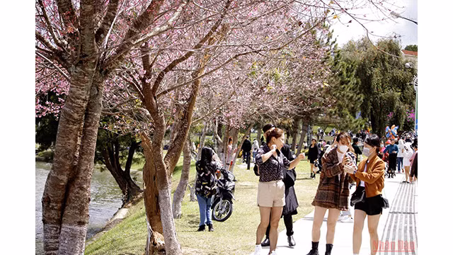 Beautés printanières de Dà Lat ảnh 2