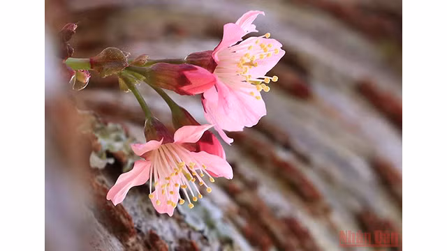 Beautés printanières de Dà Lat ảnh 10