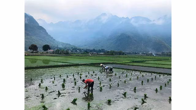 Des visiteurs étrangers trouvent du plaisir à contempler la beauté paisible de Mai Châu ảnh 3